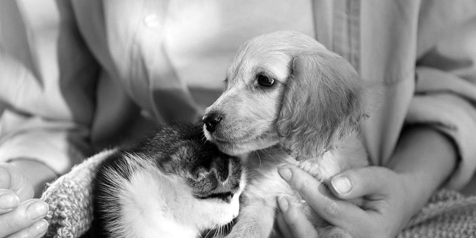 Kitten and puppy being held