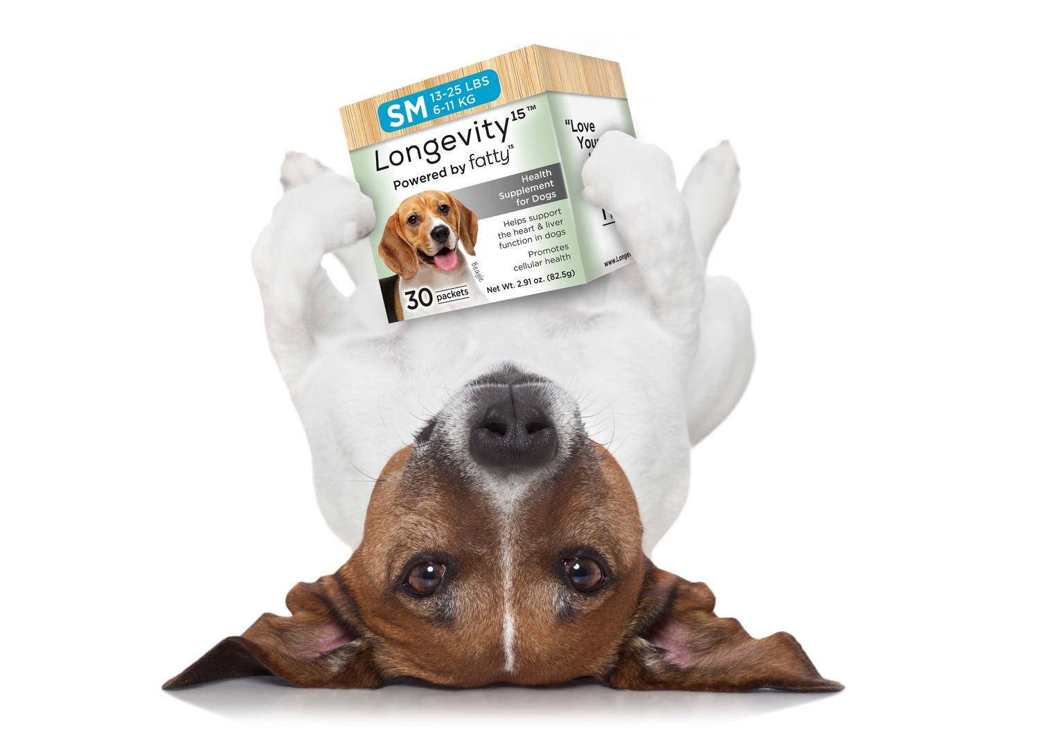 Jack Russel Terrier dog holding Longevity box