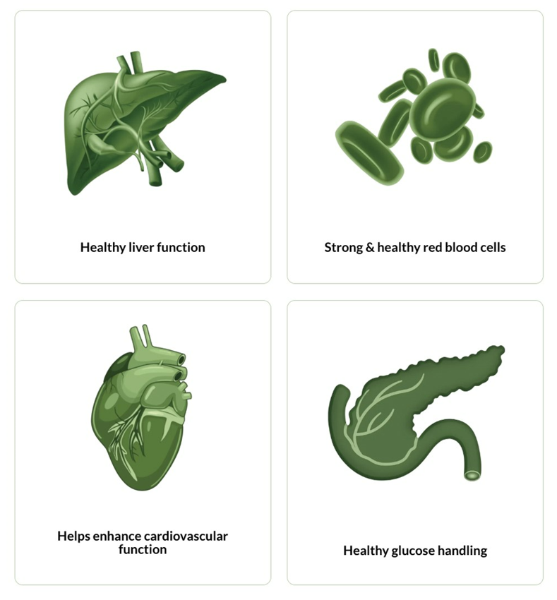 Canine liver, blood cells, heart, glucose
