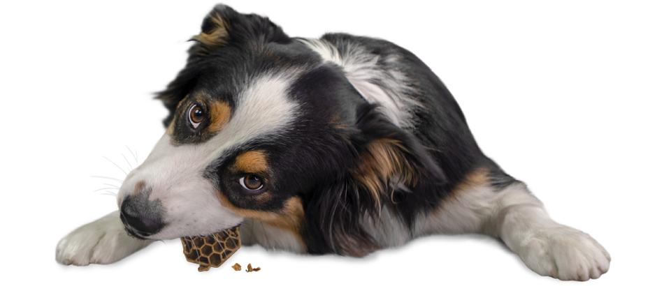 Tilly the dog chewing on a yummy combs flossing treat