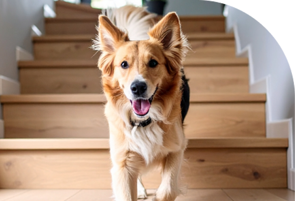 dog coming down stairs