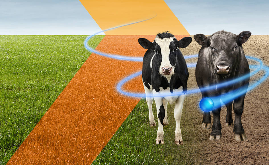 Zoetis Draxxin KP antibiotic