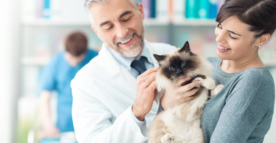 vet petting cat