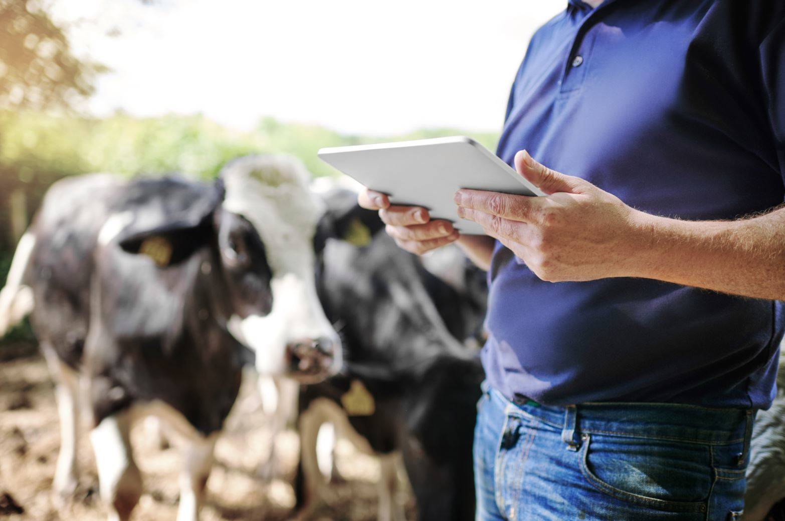 Dairy farmer using tablet next to cows