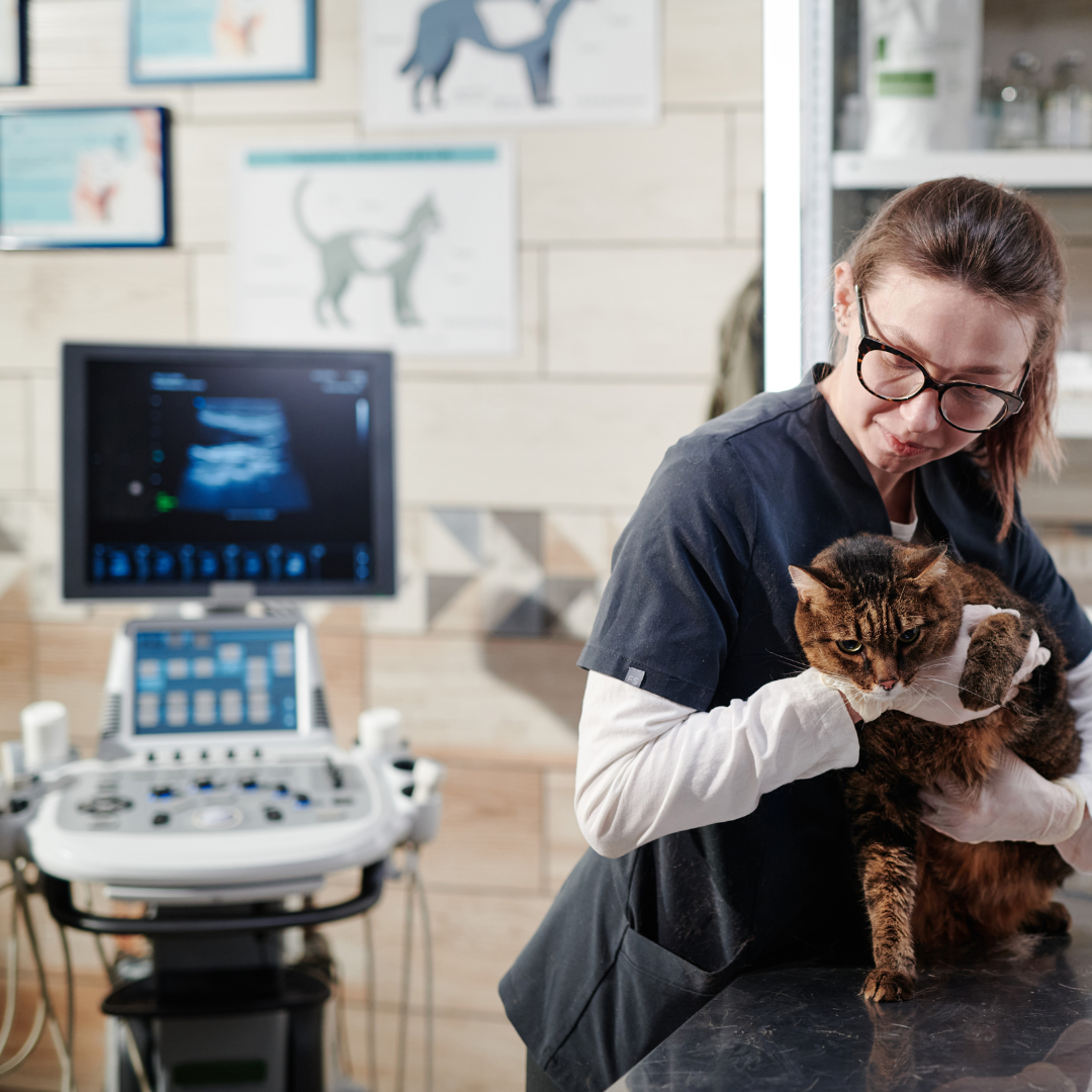 Vet tech examining cat