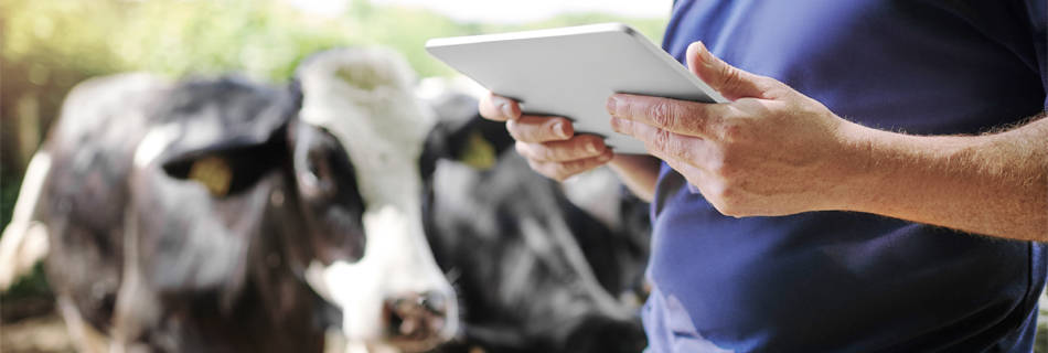 man on tablet with cows next to him