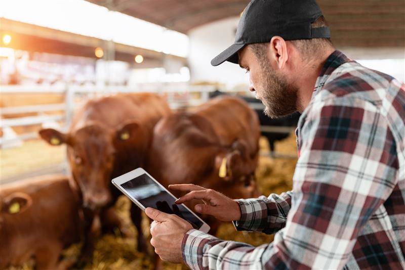 cattle rancher using tablet