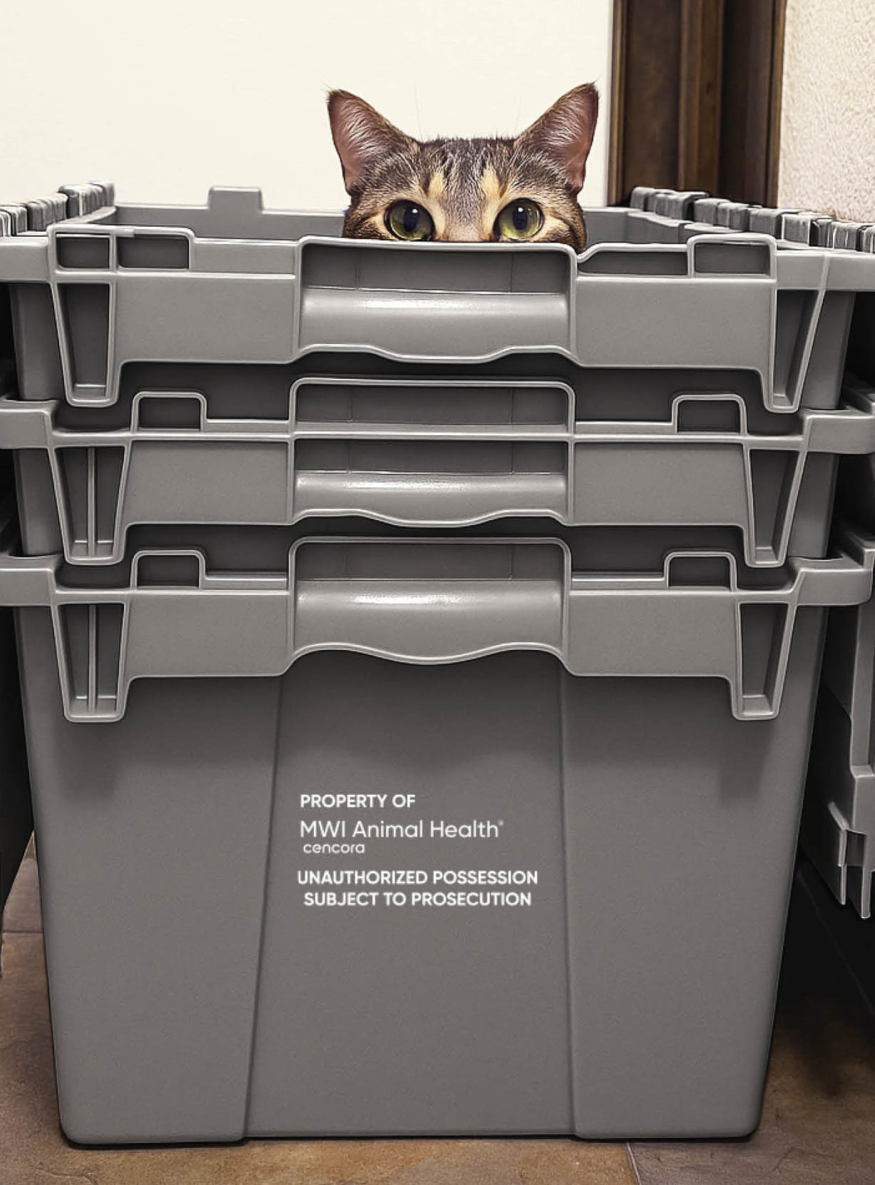 Cat in MWI's reusable totes