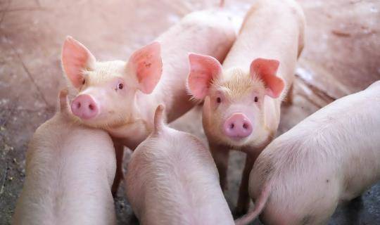 Young pigs group