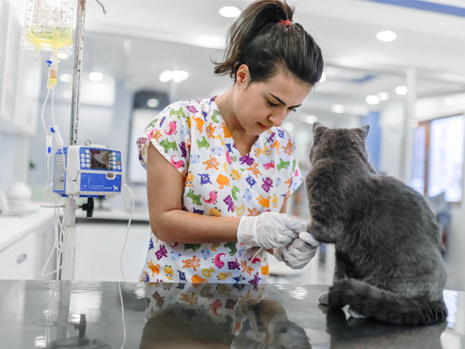 Vet tech putting IV in a cat's leg