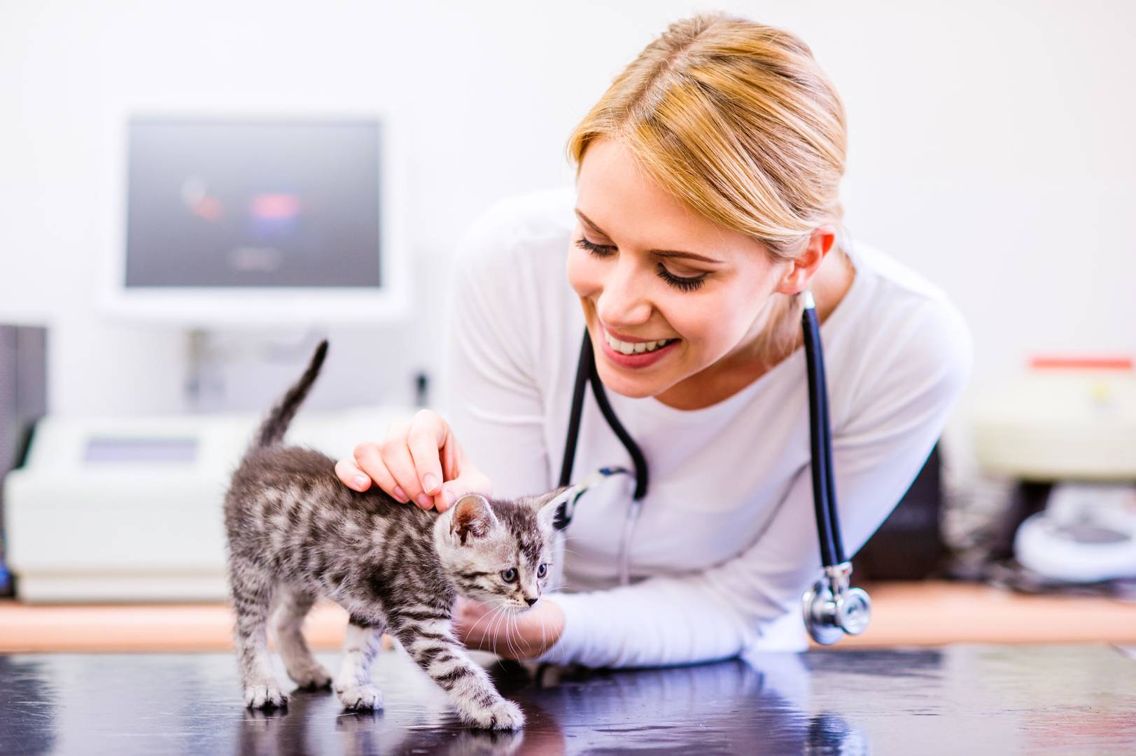 female veterinarian petting kitten on exam table