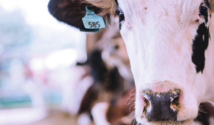 Cattle Producer Summer-Fall 2022 Messenger Focus Issue