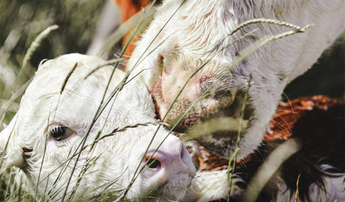 Cattle Producer Winter-Fall 2023 Messenger Focus Issue Cover of Mother cow and calf