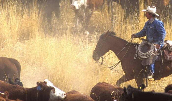 man on horse herding cattle