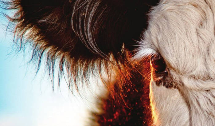 up-close picture of brown and white cow face and ear
