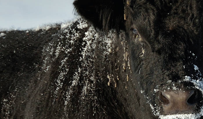 Winter-Spring 2022 Cattle Producer Messenger Focus Issue