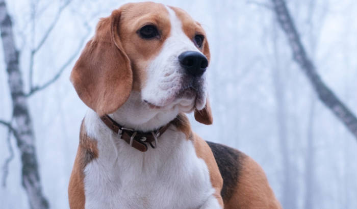 Beagle standing in snowy forest