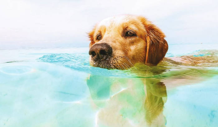 Companion Animal Summer 2023 Issue dog swimming