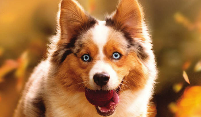 Companion Animal Fall-Winter 2023 Issue with Australian Shepherd on cover