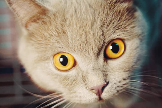 Cat's face with yellow eyes