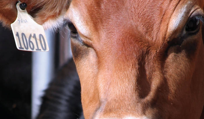 Cow with ear tag