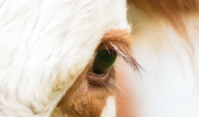Close-up image of cow's eye