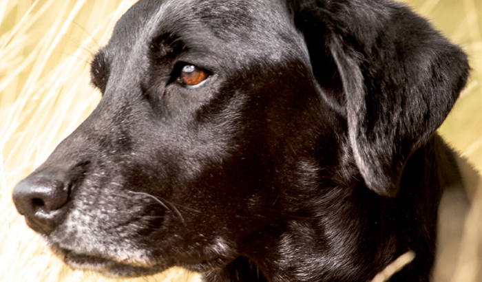 Black labrador dog in grain field