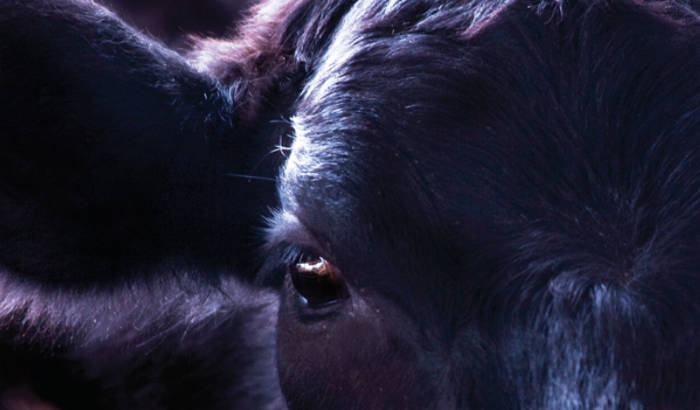 Close-up photo of black cow's face
