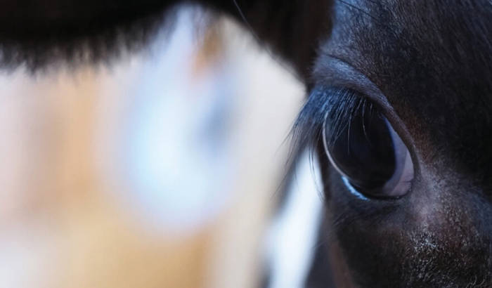 Close-up image of cow's eye