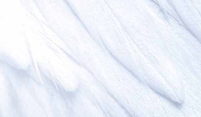 Close-up photo of poultry feathers