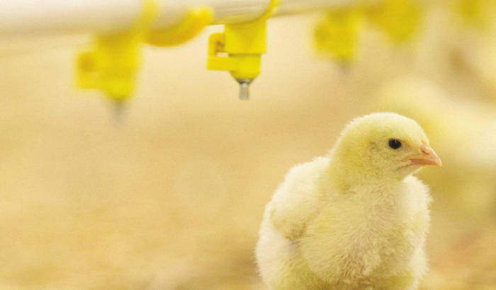 chick next to waterer