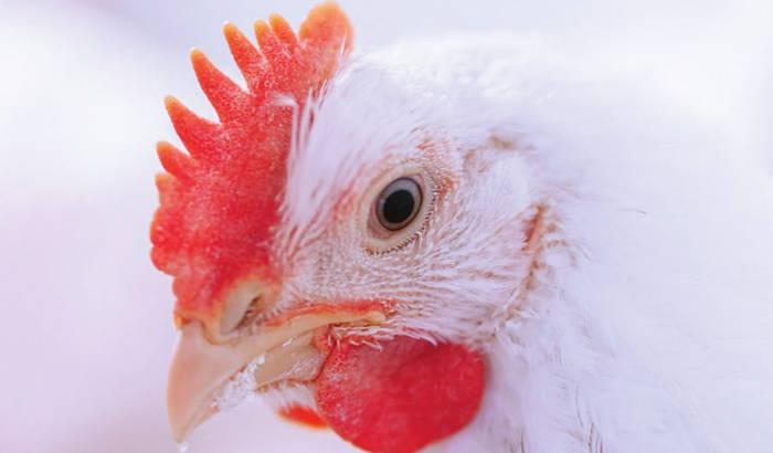 Messenger Focus Poultry 2023 Issue