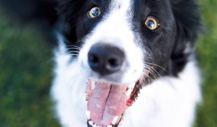 Spring 2022 Companion Animal Messenger Focus Issue- Black and White dog on cover