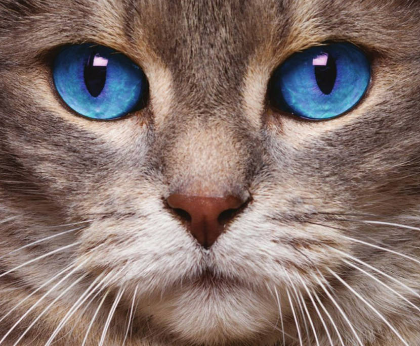 up-close cat with blue eyes