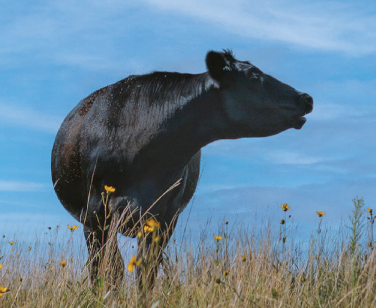 MWI Animal Health Animal Health distributor for companion animals, equine, cattle, livestock