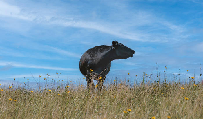 black cow standing in field 