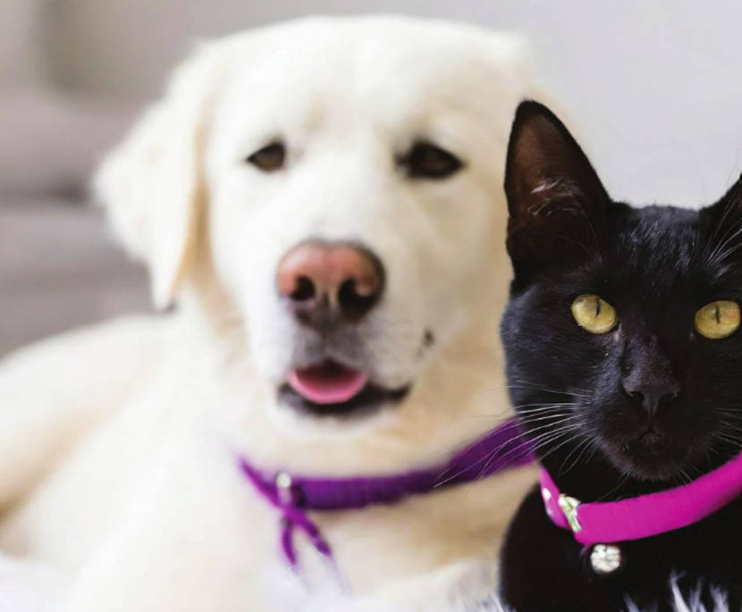 yellow lab wearing purple collar sitting next to black cat wearing pink collar