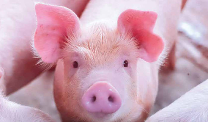 Swine 2022 Volume 1 Messenger Focus issue - piglet on the cover