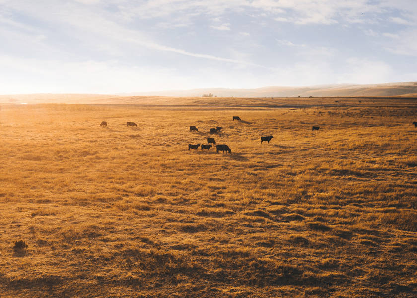 Aerial view of cows in Montana