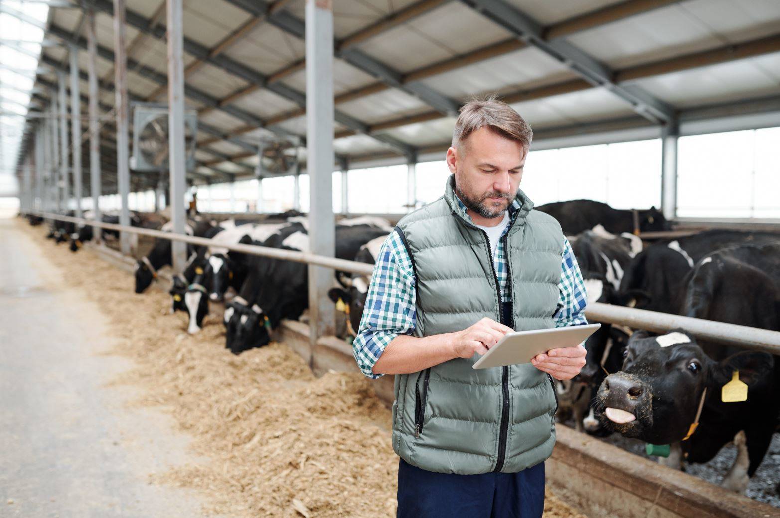 Dairy producer using a tablet near his cattle