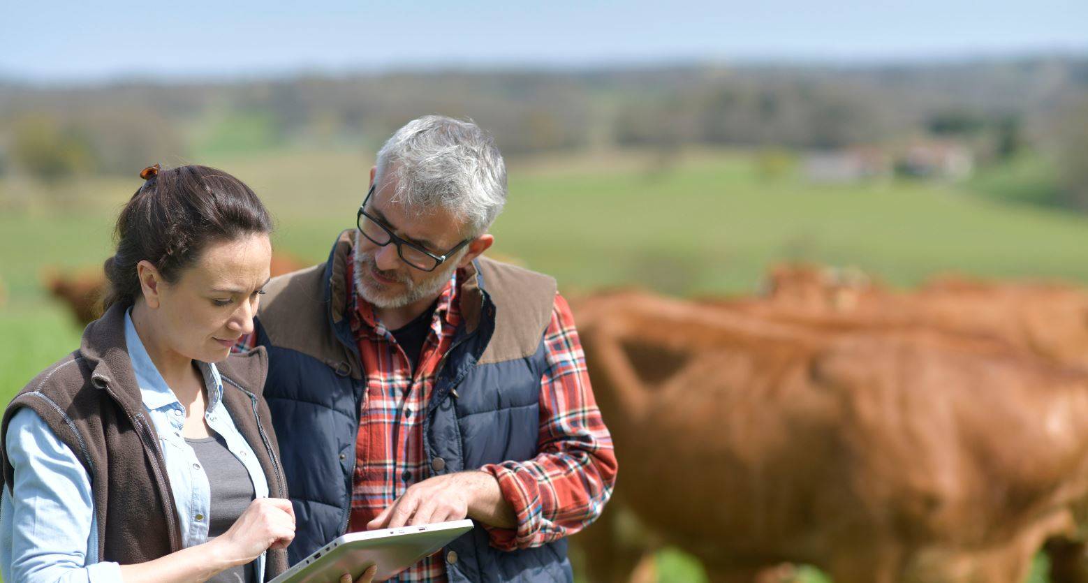 Cattle producers looking at a tablet in a cattle yard