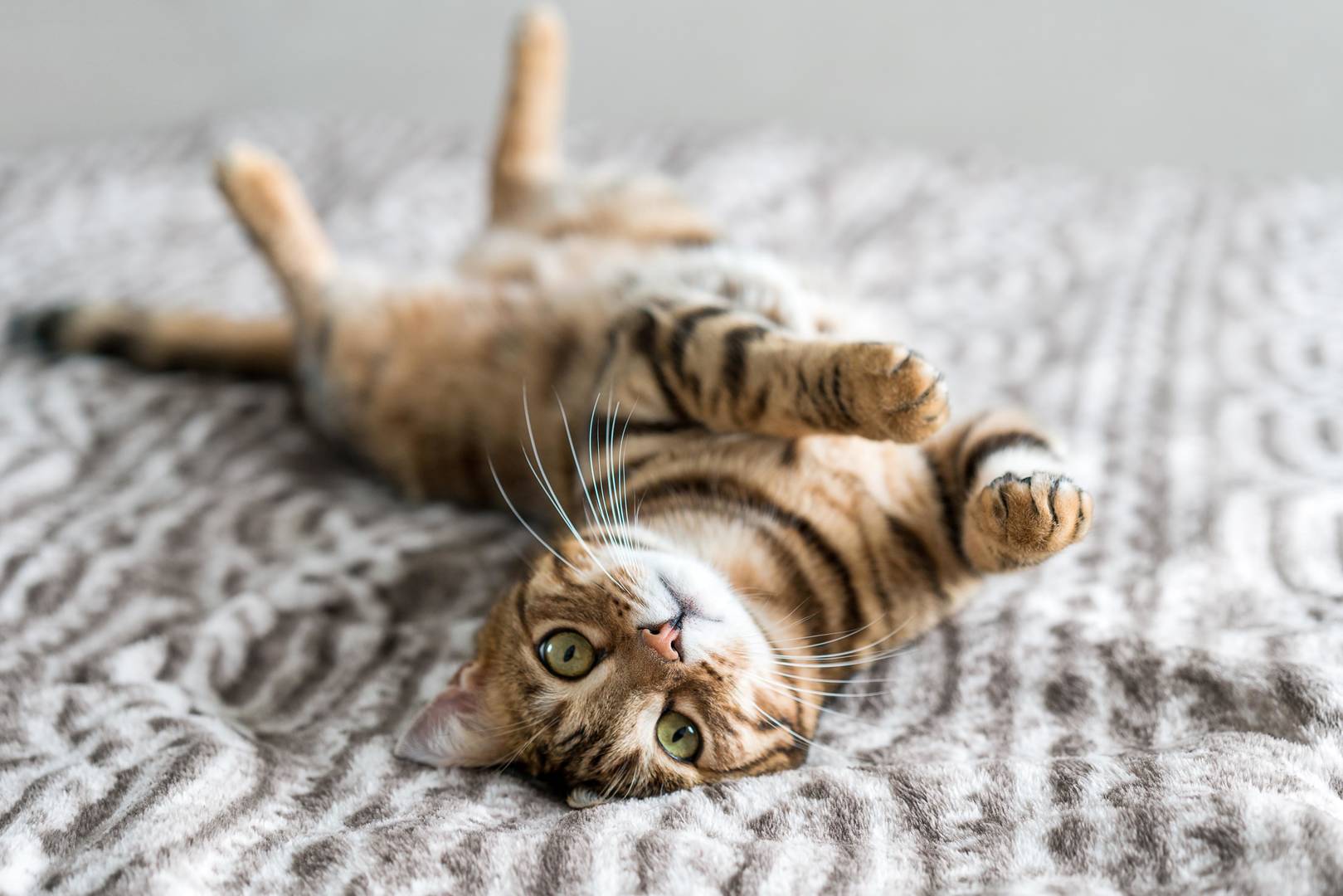 Bengal cat playing at home