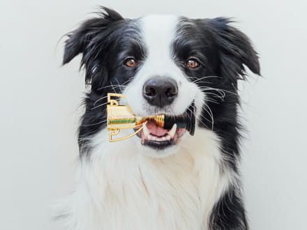 black and white dog holding small trophy in mouth