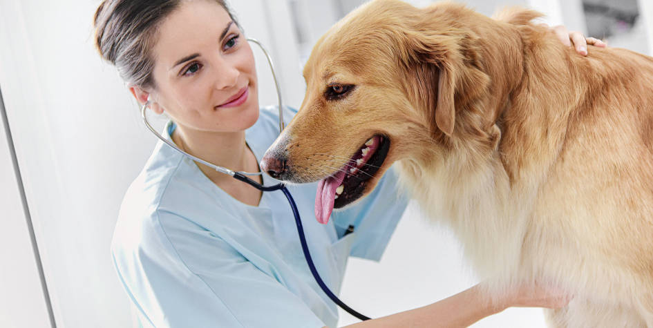female vet listening to dog's lungs
