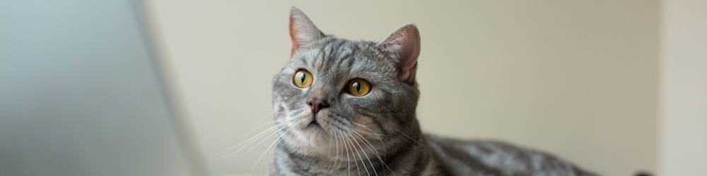 grey cat with yellow eyes