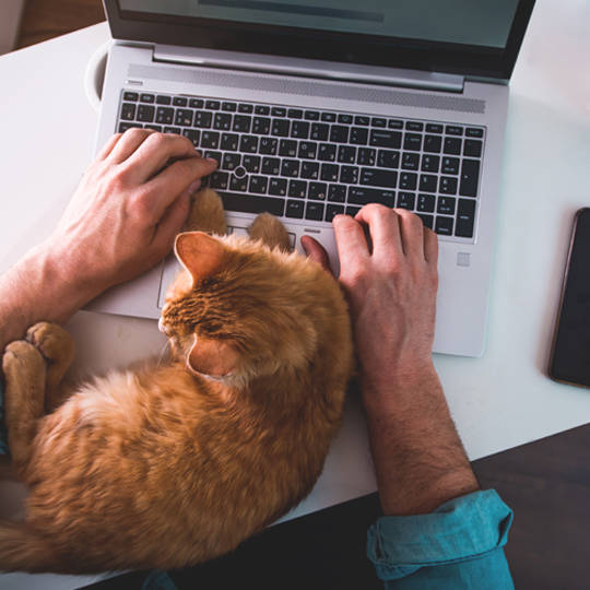 Mwi Veterinary Supply Catalog