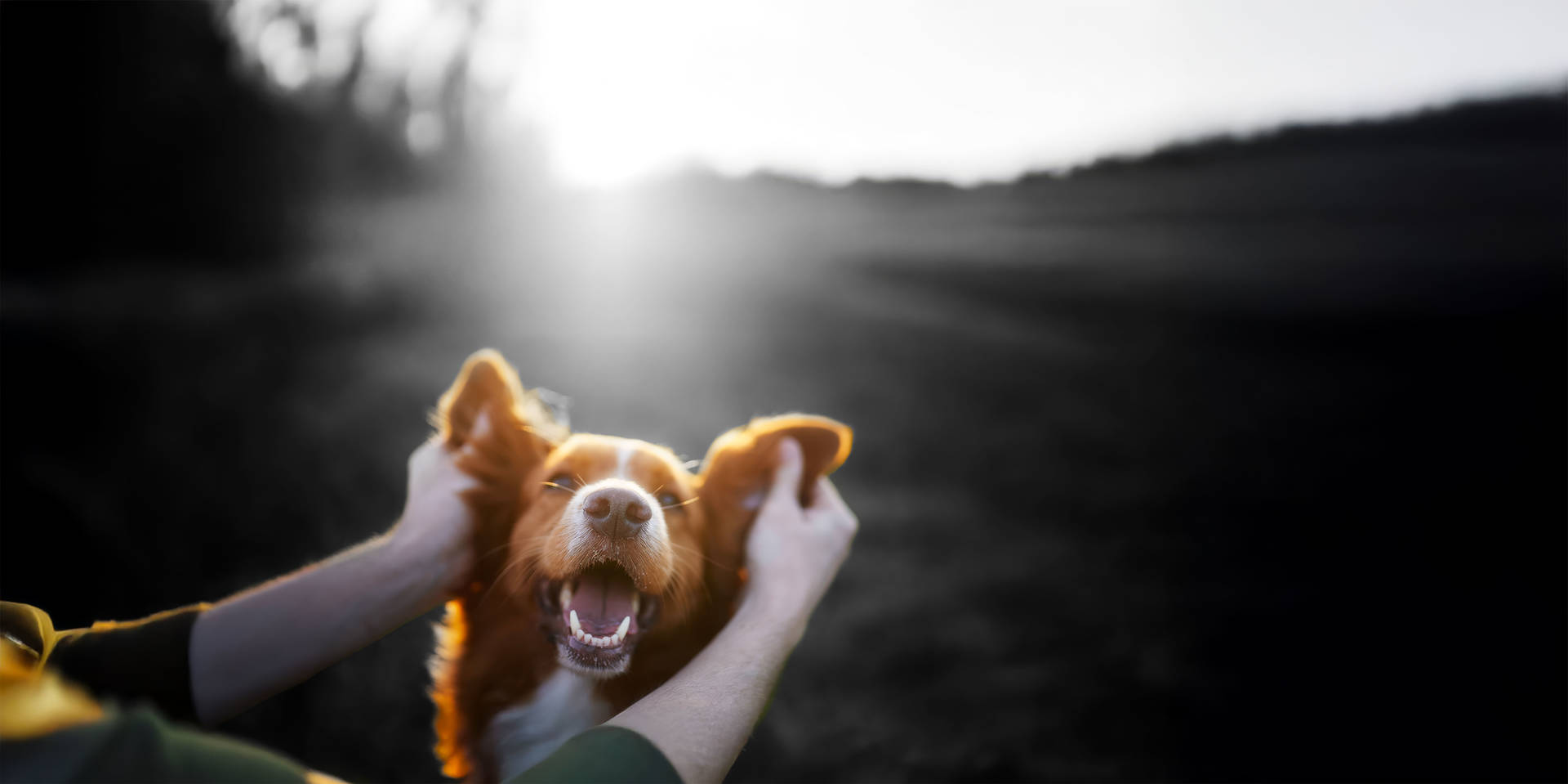 Girl hugging dog in golden hour