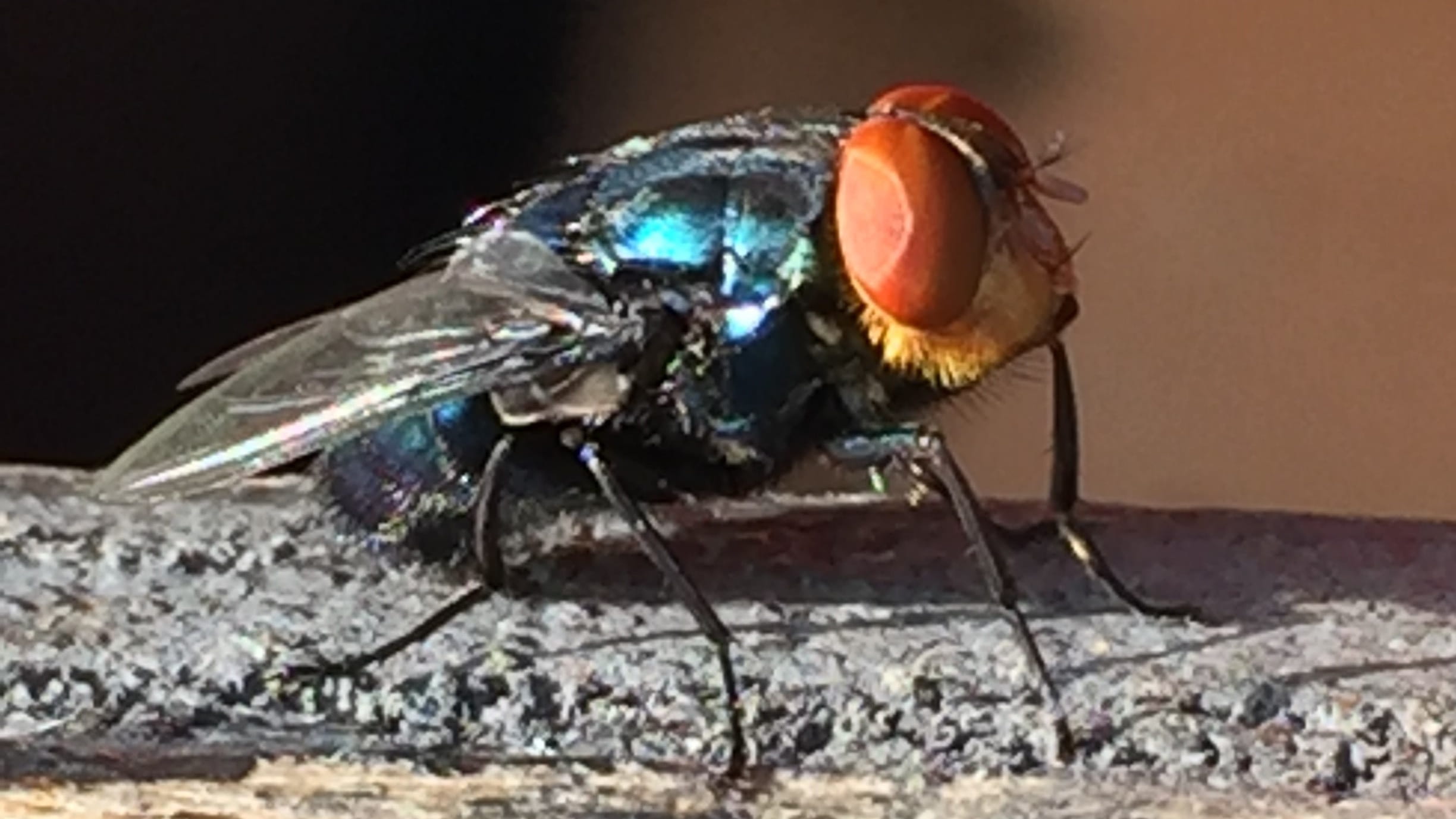 Side view of a New World Screwworm fly