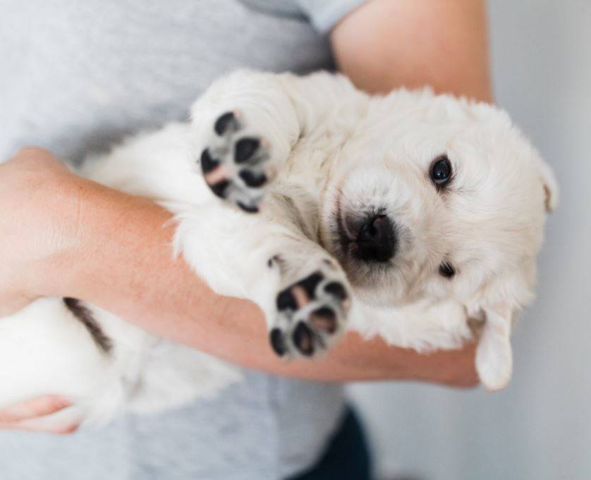Puppy being held in arms
