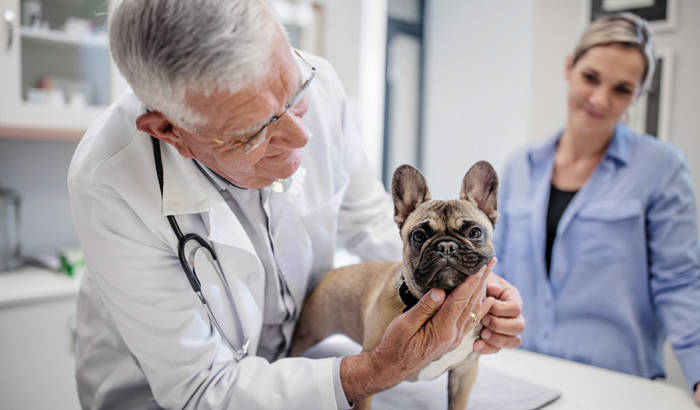 Older male veterinarian examining dog